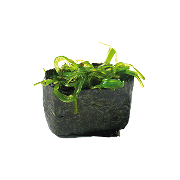 Wakame gunkan